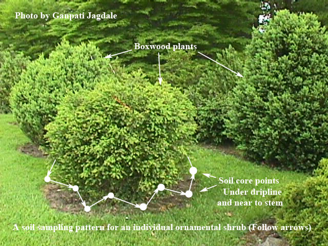 Zigzag pattern for soil samples around an individual bush